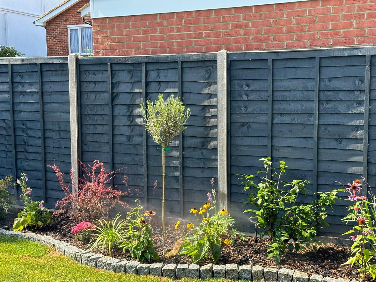 Micro-jet irrigation watering a flowering border with an olive tree