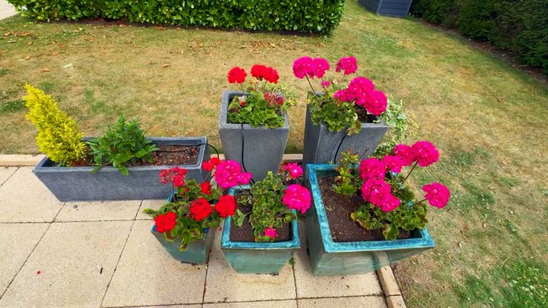 Patio planters full of red and pink geraniums